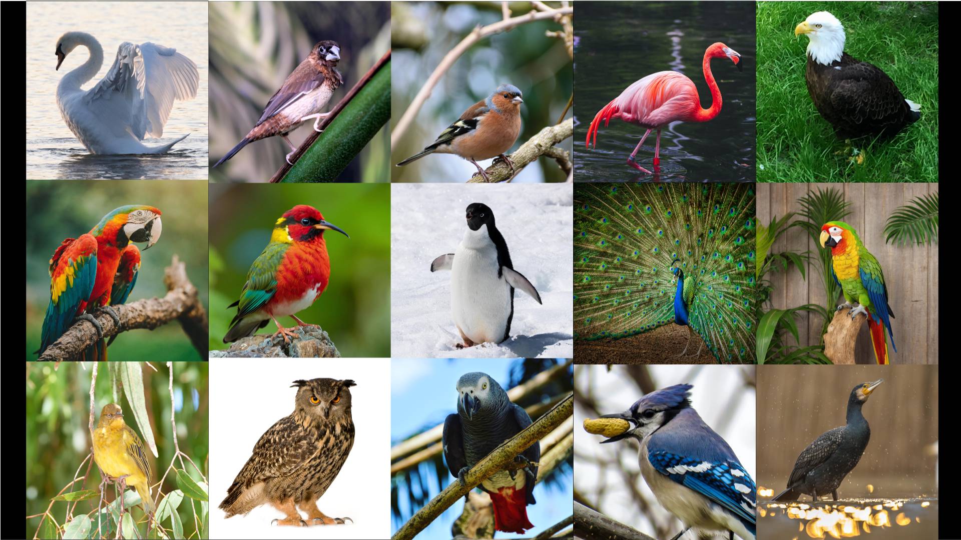 Lesson 3 - Introduction To Birds